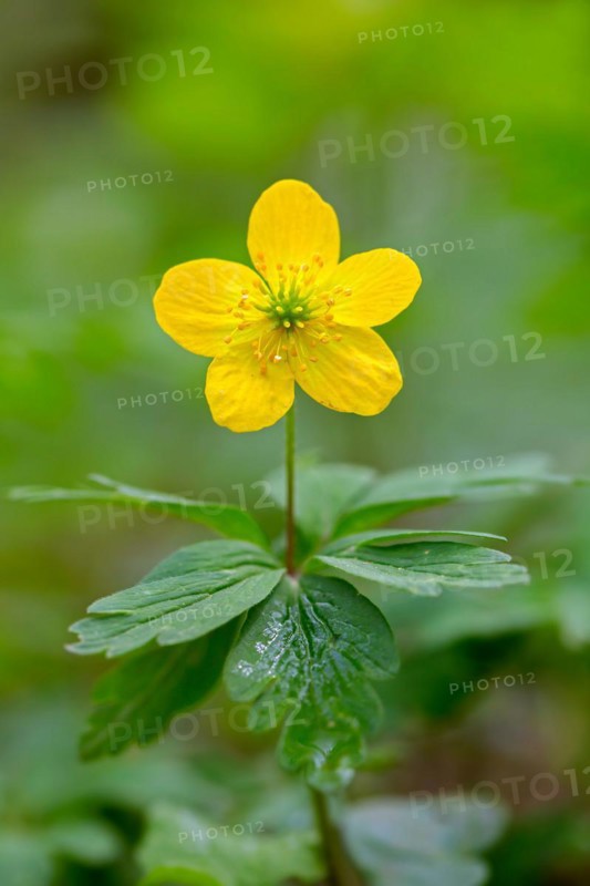 Yellow wood anemone, buttercup anemone (Anemone ranunculoides, Anemanthus ranunculoides) in flower in forest in spring