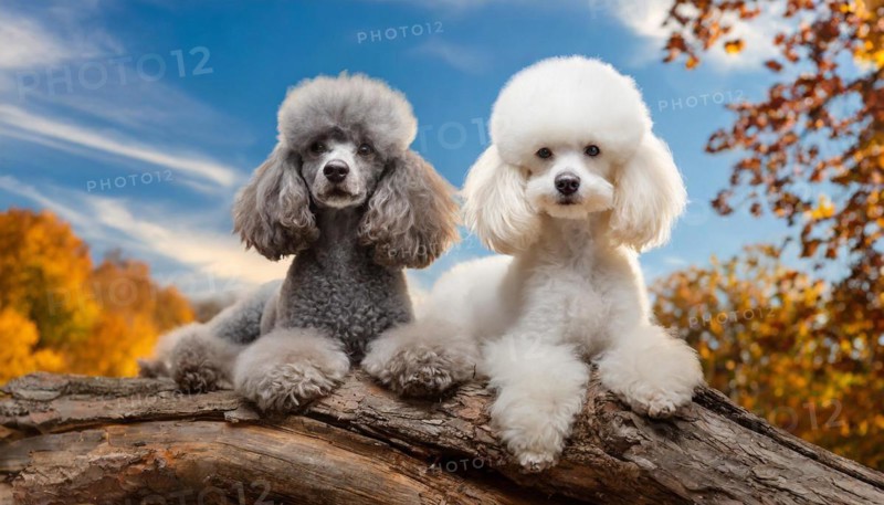 AI generated, animals, mammals, dog, domestic dogs (Canis lupus familiaris), two animals, silver, white