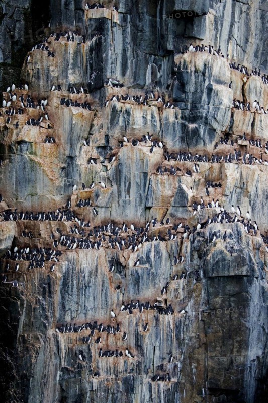 Thick-billed murres, Bruennich's guillemots (Uria lomvia) nesting on rock ledges in sea cliff at breeding colony, Alkefjellet, Svalbard, Spitsbergen