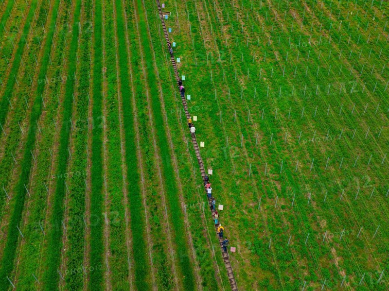 Aerial view of a long line of people stretching through the rows of a vineyard, Jesus Grace Chruch, Weitblickweg, Easter hike, Hohenhaslach, Germany, Europe