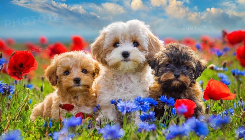 KI generated, animal, animals, mammal, mammals, Maltipoo (Canis lupus familiaris), dog, dogs, bitch, cross between poodle and Maltese, miniature poodle, small poodle, flower meadow, one bitch and two puppies