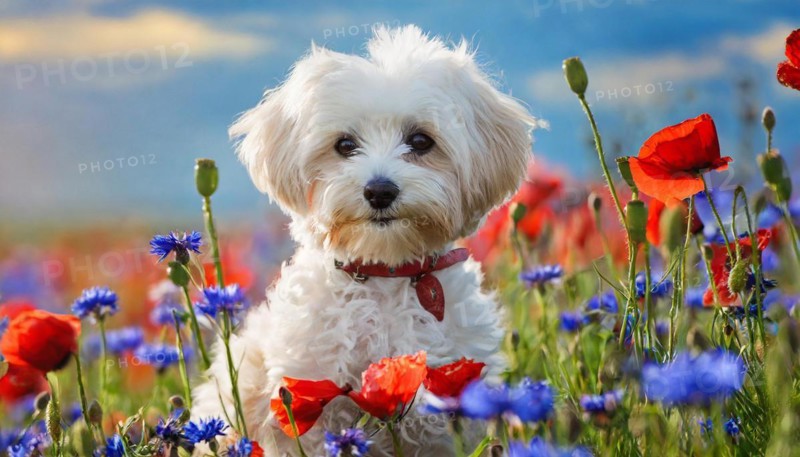 KI generated, animal, animals, mammal, mammals, Maltipoo (Canis lupus familiaris), dog, dogs, bitch, cross between poodle and Maltese, dwarf poodle, small poodle, flower meadow, puppy, cream, white