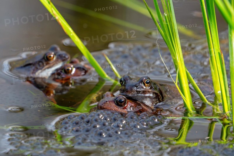 European common frogs, brown frogs and grass frog pairs (Rana temporaria) in amplexus gathering in pond during spawning, breeding season in spring