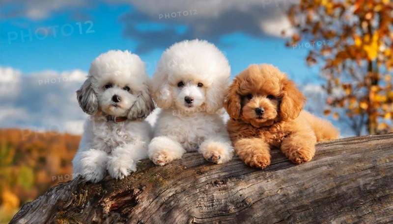 AI generated, animals, mammals, dog, domestic dogs (Canis lupus familiaris), three animals, puppies