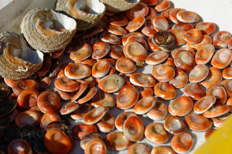 Seafood sale at the harbour, Marseille, Fresh open mussels with brown shells, offered at a market, Marseille, Departement Bouches du Rhone, Region Provence Alpes Cote d'Azur, France, Europe