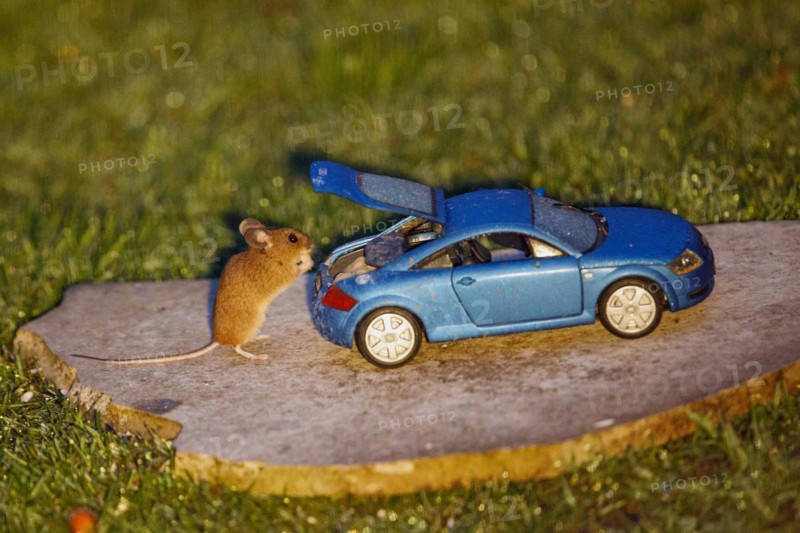 Wood mouse holding food in hands next to blue model car Audi TT with open boot standing on stone slab in green grass looking right
