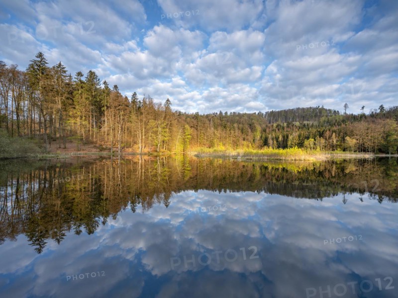 Lake Albertsee in the morning light, swampy sinkhole lake in Frauenseer Forst, Marksuhl, Thuringia, Germany, Europe