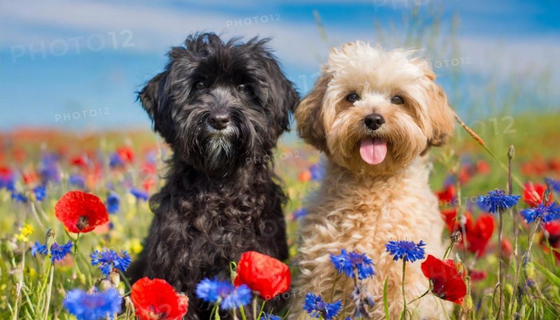 KI generated, animal, animals, mammal, mammals, Maltipoo (Canis lupus familiaris), dog, dogs, bitch, cross between poodle and Maltese, dwarf poodle, small poodle, flower meadow, two, pair, cream, black
