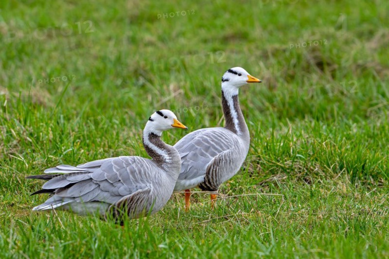 Bar-headed goose (Anser indicus) couple foraging in grassland, exotic species native to Central Asia