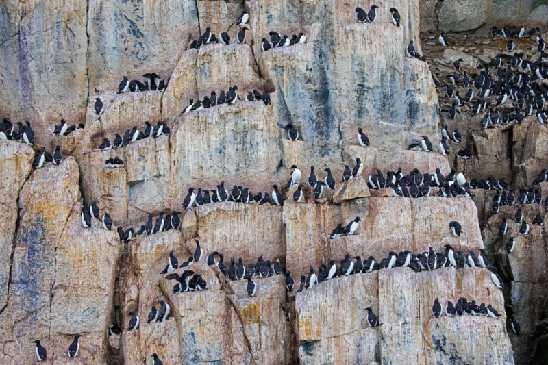Thick-billed murres, Bruennich's guillemots (Uria lomvia) nesting on rock ledges in sea cliff at breeding colony, Alkefjellet, Svalbard, Spitsbergen