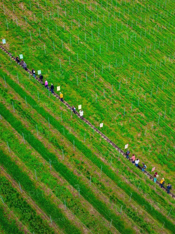 A queue of people walks along a well-tended vineyard, Jesus Grace Chruch, Weitblickweg, Easter hike, Hohenhaslach, Germany, Europe