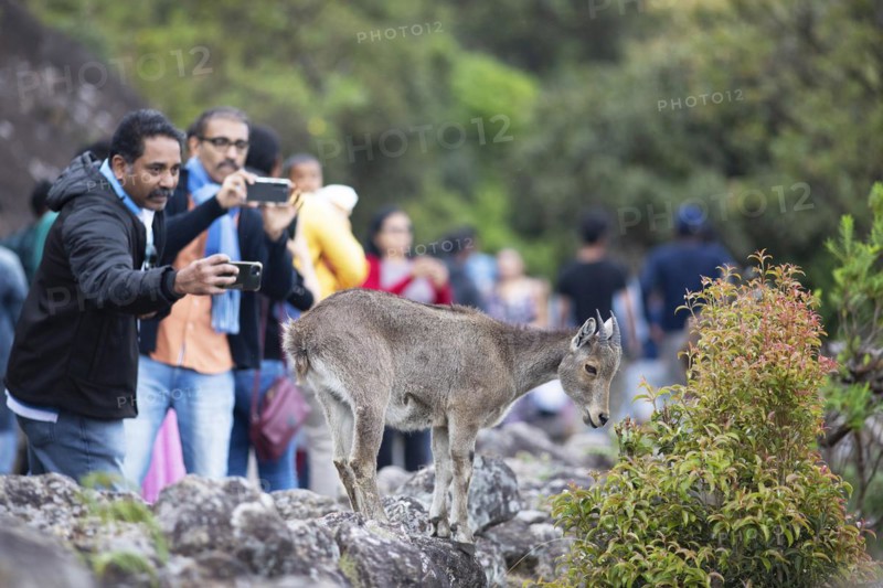 Indian men photographing a Nilgiri tahr (Nilgiritragus hylocrius, until 2005 Hemitragus hylocrius) or endemic goat species in Eravikulam National Park, young animal, Kannan Devan Hills, Munnar, Kerala, India, Asia