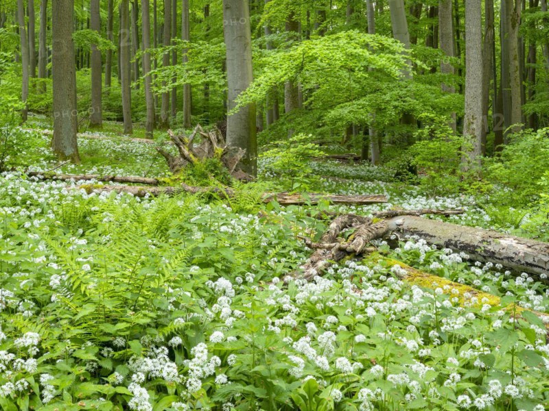 Ramson (Allium ursinum) in the beech forest, Hainich National Park, Bad Langensalza, Thuringia, Germany, Europe