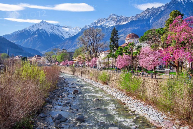 River Passer with blossoming trees on the spa promenade in spring in front of the Texel Group with the target peak 3006m, Merano, Pass Valley, Adige Valley, Burggrafenamt, Alps, South Tyrol, Trentino-South Tyrol, Italy, Europe
