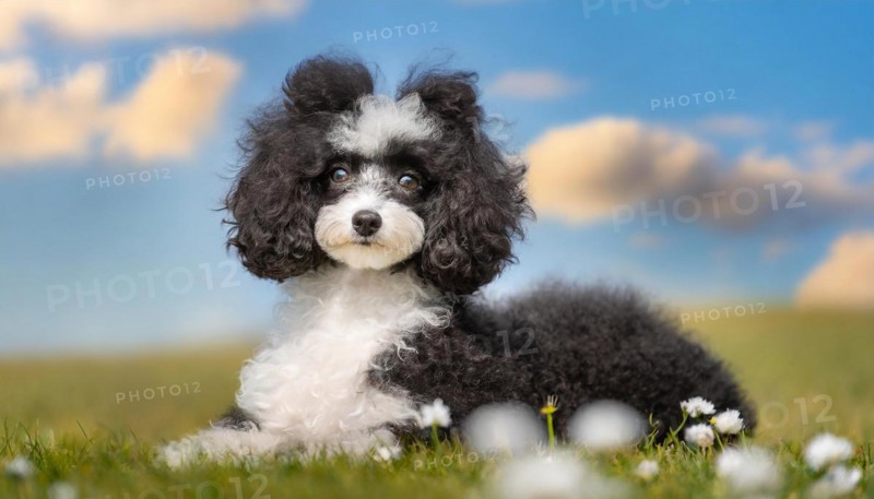 AI generated, animals, mammals, dog, domestic dogs (Canis lupus familiaris), black and white