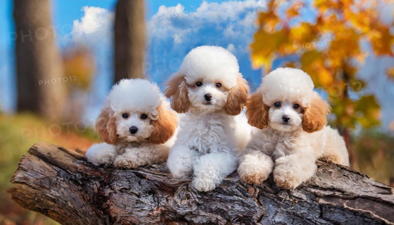 AI generated, animals, mammals, dog, domestic dogs (Canis lupus familiaris), three animals, puppies