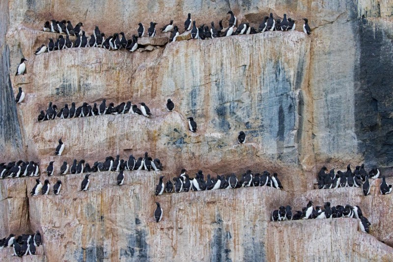 Thick-billed murres, Bruennich's guillemots (Uria lomvia) nesting on rock ledges in sea cliff at breeding colony, Alkefjellet, Svalbard, Spitsbergen