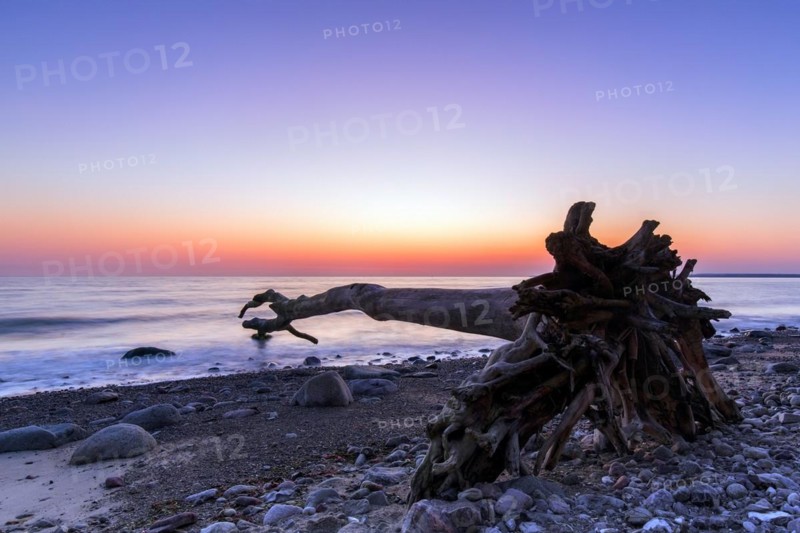 Dead tree on beach at Brodtener Ufer, Brodten Steilufer, cliff in the Bay of Luebeck along the Baltic Sea at sunrise, Schleswig-Holstein, Germany, Europe