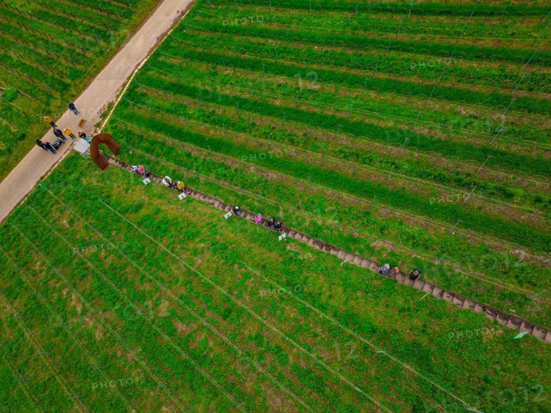 Aerial view of people hiking to a round viewpoint in a vineyard, Jesus Grace Chruch, Weitblickweg, Easter hike, Hohenhaslach, Germany, Europe