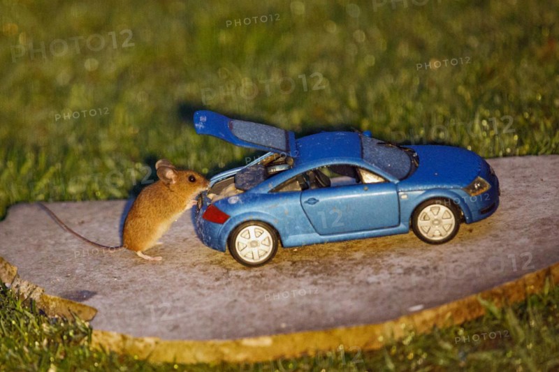 Wood mouse standing next to blue Audi TT model car with open boot and food on stone slab in green grass, looking right