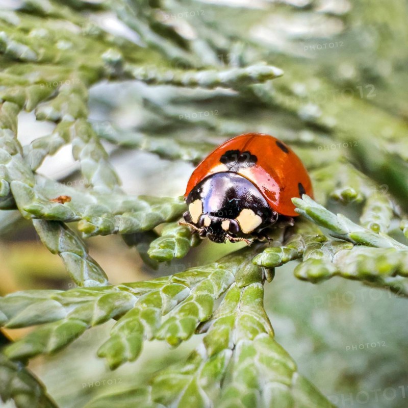 Extreme close-up of lucky charm Symbol of good luck Spring messenger seven-spott ladybird (Coccinella septempunctata) sitting on branch of lawson cypress (Chamaecyparis lawsoniana), Germany, Europe