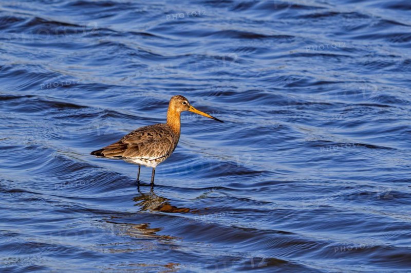 Black-tailed godwit (Limosa limosa) in breeding plumage foraging in shallow water in wetland in late winter, early spring