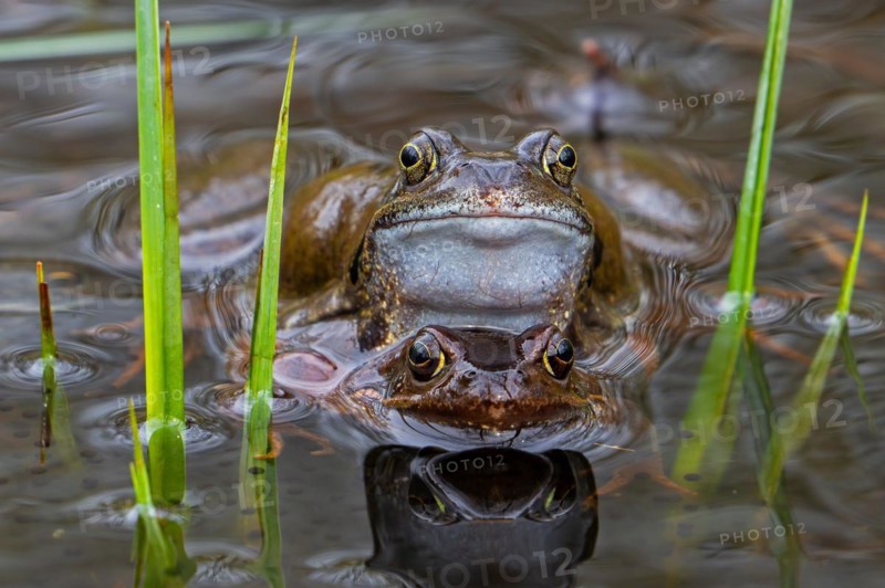 European common frog pair, brown frogs, grass frog (Rana temporaria) male and female in amplexus in pond during spawning, breeding season in spring