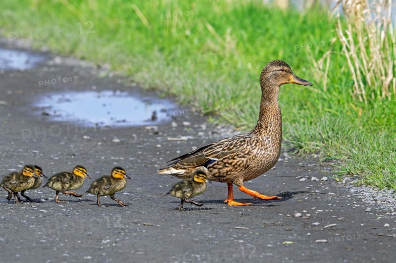 Mallard, wild duck (Anas platyrhynchos) female walking and leading ducklings over path to pond in spring