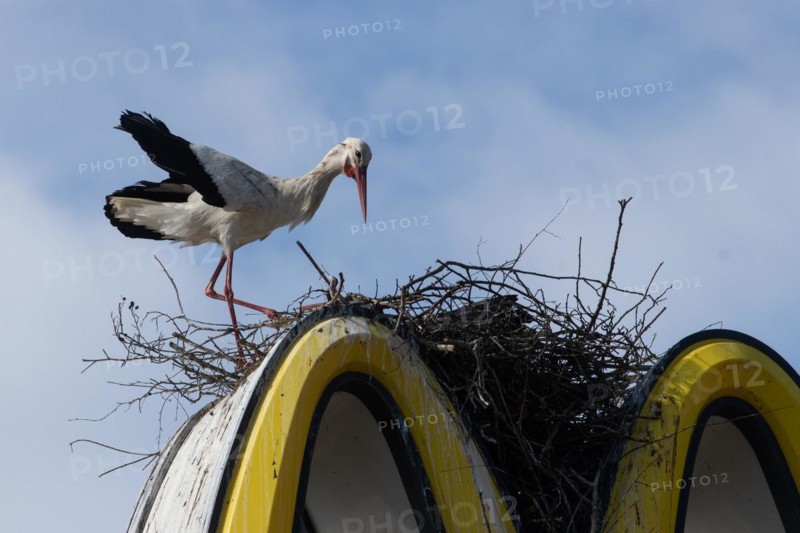 White stork with open wings standing on nest on Mc Donald's symbol looking right in front of blue sky with white clouds