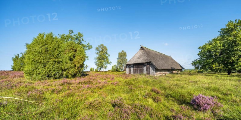 Typical heath landscape with old sheepfold, juniper and flowering heather, Lueneburg Heath, Lower Saxony, Germany, Europe