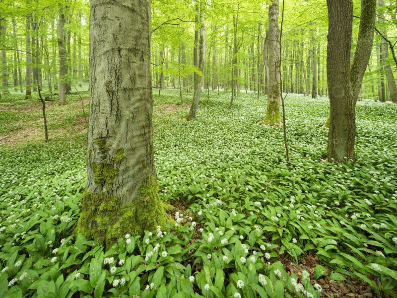 Ramson (Allium ursinum) in the beech forest, Hainich National Park, Bad Langensalza, Thuringia, Germany, Europe