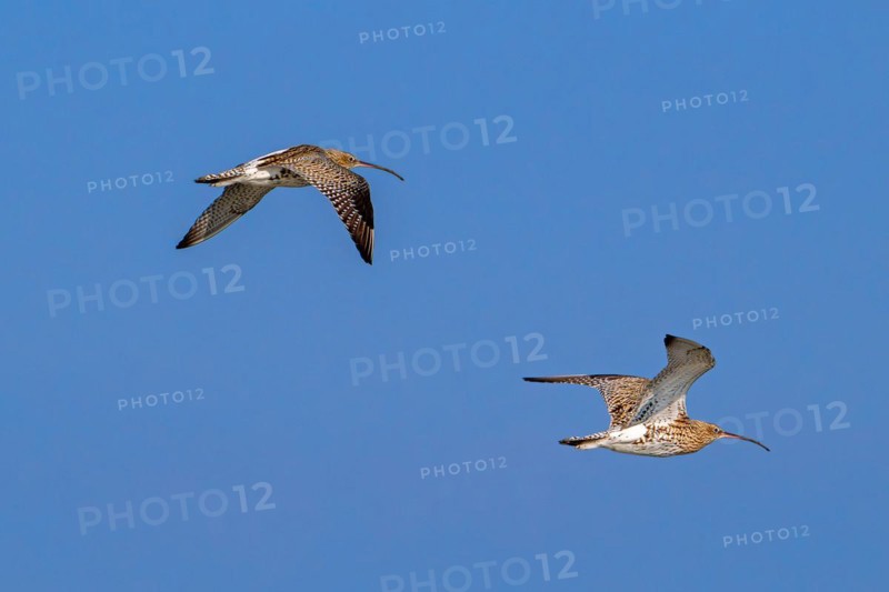 Two migrating Eurasian curlews, common curlews (Numenius Arquata, Scolopax arquata) in flight against blue sky