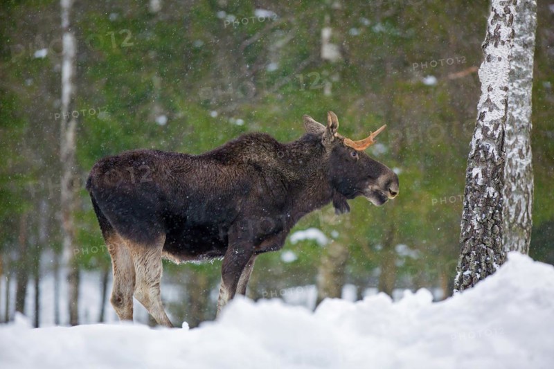 Moose, elk (Alces alces) young bull with small antlers foraging in coniferous forest in the snow in winter, Sweden, Europe