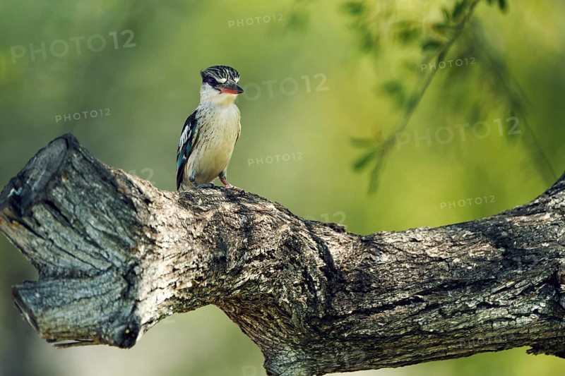 Striped fleece, South Africa, Limpopo, Africa
