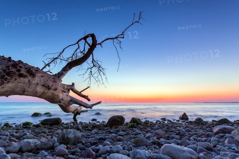 Dead tree on beach at Brodtener Ufer, Brodten Steilufer, cliff in the Bay of Luebeck along the Baltic Sea at sunrise, Schleswig-Holstein, Germany, Europe