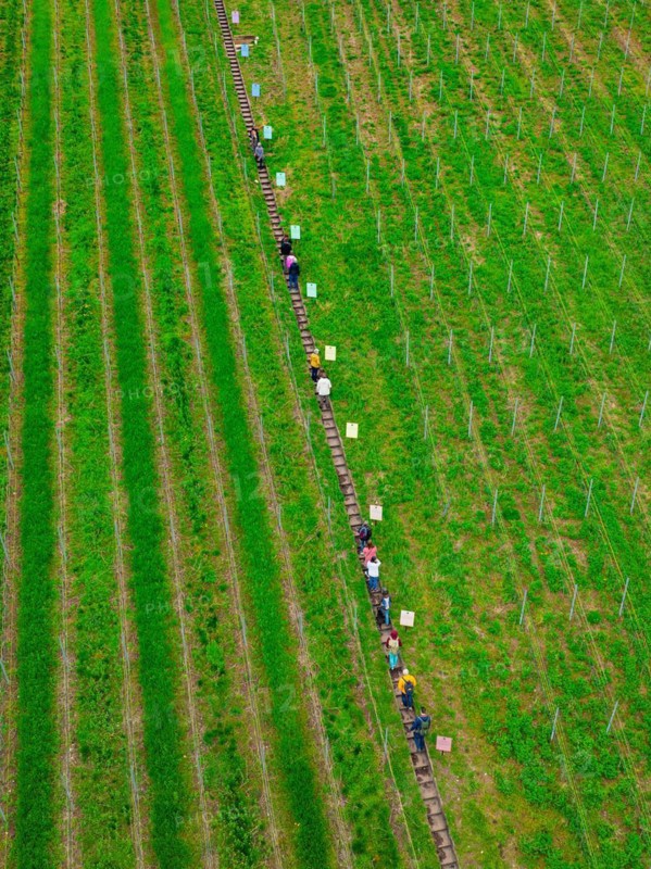 People walking on a path between green agricultural fields near a forest, Jesus Grace Chruch, Weitblickweg, Easter hike, Hohenhaslach, Germany, Europe