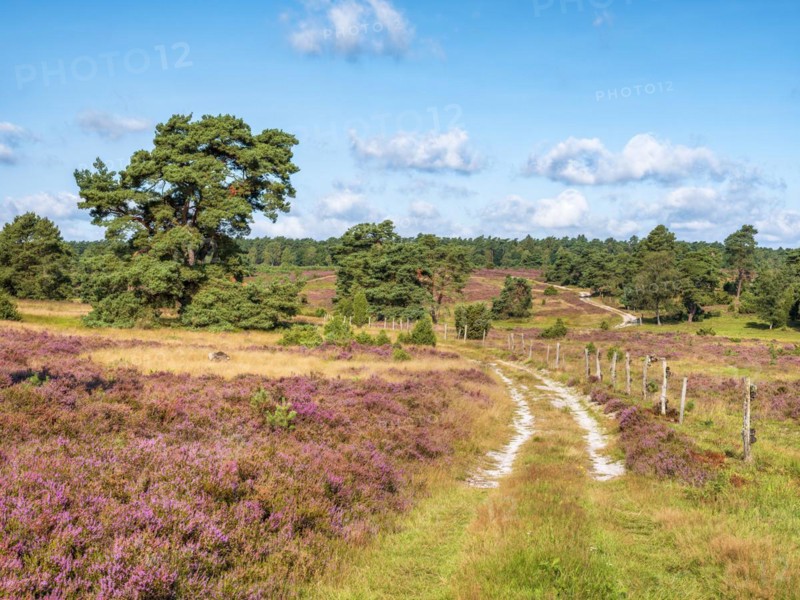 Typical heath landscape with hiking trail and flowering heather, Lueneburg Heath, Lower Saxony, Germany, Europe