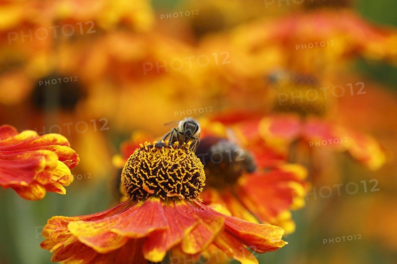 Sneezeweed (Helenium) with honey bee (Apis mellifera), North Rhine-Westphalia, Germany, Europe