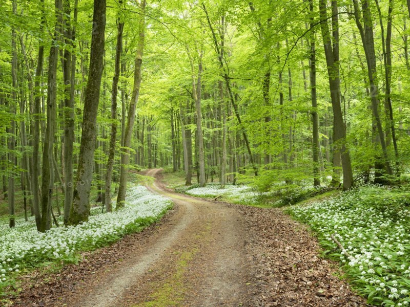 Hiking trail through the ramson (Allium ursinum) in the beech forest, Hainich National Park, Bad Langensalza, Thuringia, Germany, Europe