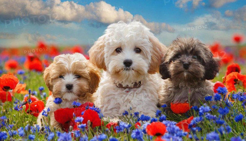 KI generated, animal, animals, mammal, mammals, Maltipoo (Canis lupus familiaris), dog, dogs, bitch, cross between poodle and Maltese, miniature poodle, small poodle, flower meadow, one bitch and two puppies