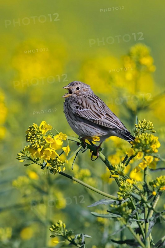 Corn bunting (Emberiza calandra) singing in yellow rape field, rapefield flowering in spring
