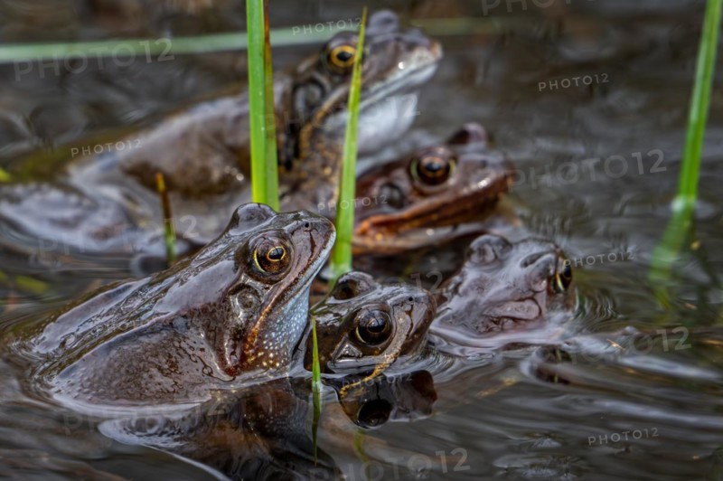 European common brown frogs and grass frog pairs (Rana temporaria) in amplexus gathering among frogspawn in pond in spawning, mating season in spring