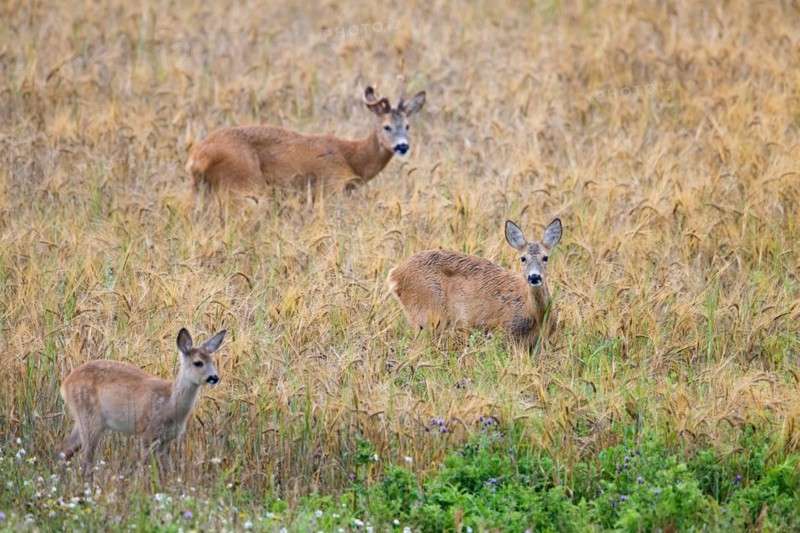European roe deer (Capreolus capreolus) doe, fawn and buck with deformed antler during the rut in wheat field in summer