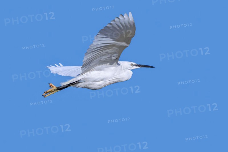 Little egret (Egretta garzetta) flying against blue sky along the North Sea coast in late winter