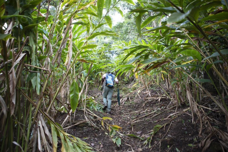 Indian man walking through a cardamom plantation, Cadamom Hills, Munnar, Kerala, India, Asia