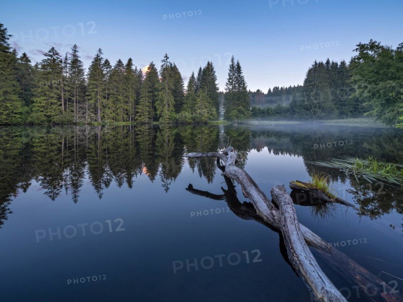 Small lake in the Thuringian Forest at dawn, tree felled by a beaver lies in the water, spruce forest reflected, Thuringia, Germany, Europe