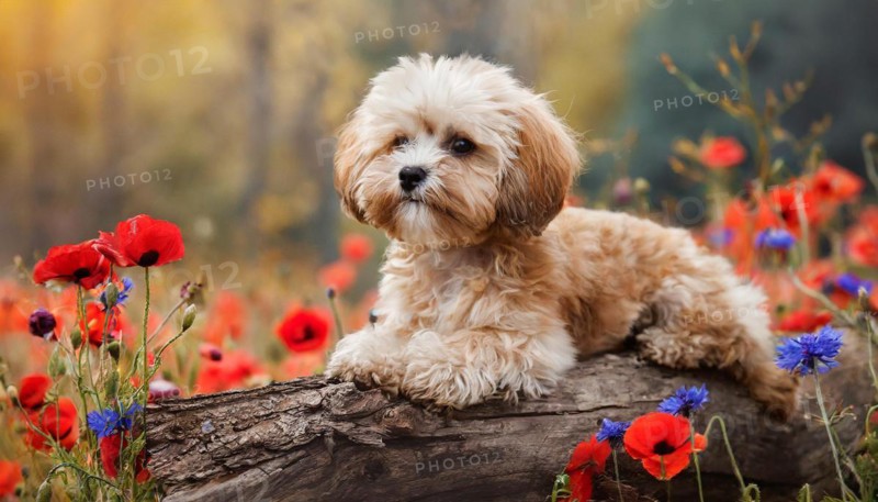 KI generated, animal, animals, mammal, mammals, Maltipoo (Canis lupus familiaris), dog, dogs, bitch, cross between poodle and Maltese, dwarf poodle, small poodle, flower meadow, tree trunk, small puppy lying on tree trunk, flowers