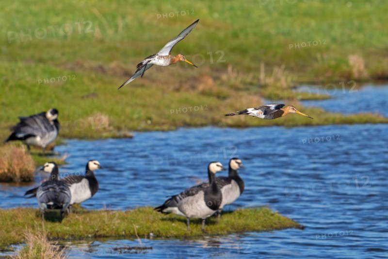 Two black-tailed godwits (Limosa limosa) in breeding plumage landing over flock of barnacle geese (Branta leucopsis) in meadow in late winter, spring