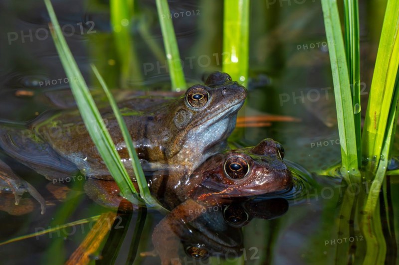 European common frog pair, brown frogs, grass frog (Rana temporaria) male and female in amplexus in pond during spawning, breeding season in spring