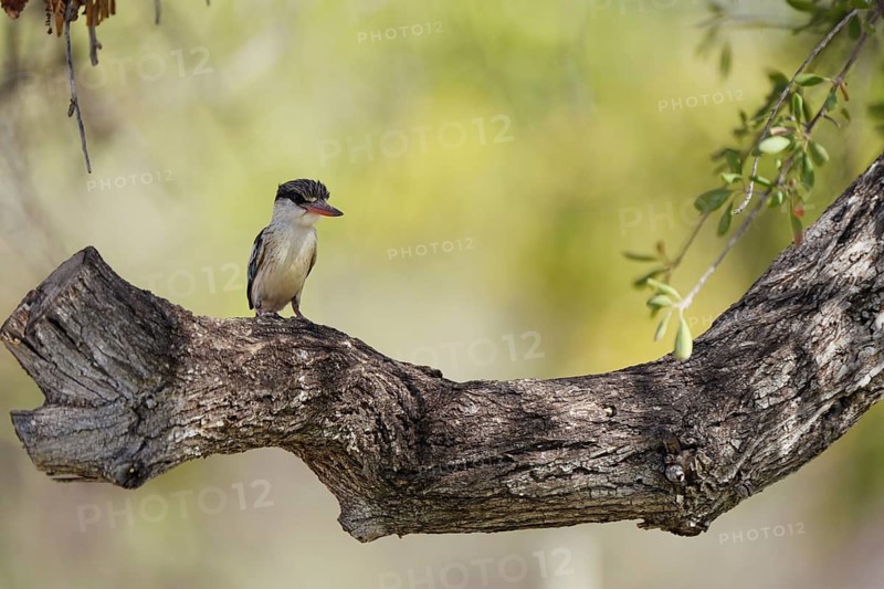 Striped fleece, South Africa, Limpopo, Africa